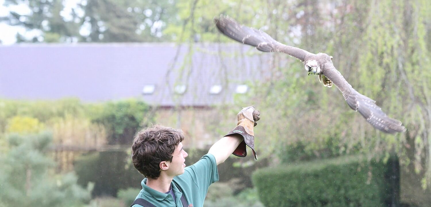 Birds of Prey in Northamptonshire Prices From