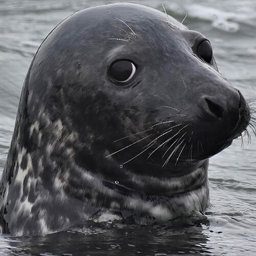 Scroby Sands Seal Watching Tour