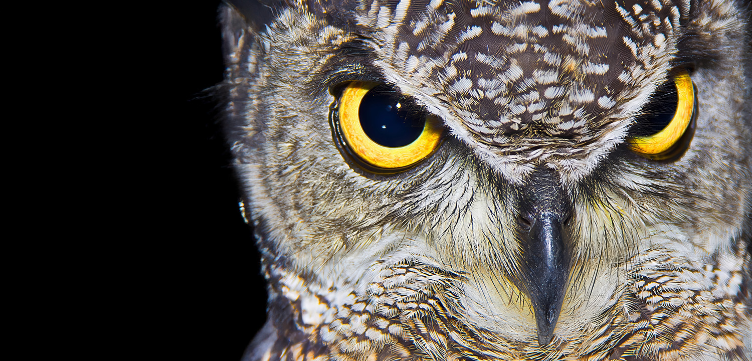 Falconry West Yorkshire-image-3672