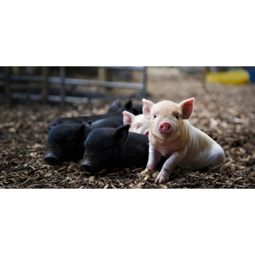 Kew Little Pigs Farm - from 23