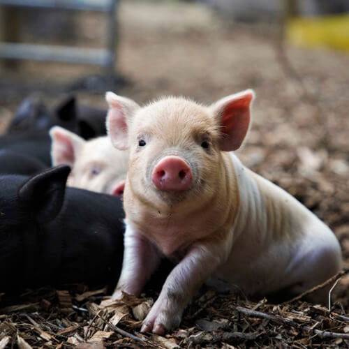 Piggy Pet & Play at Kew Little Pigs 