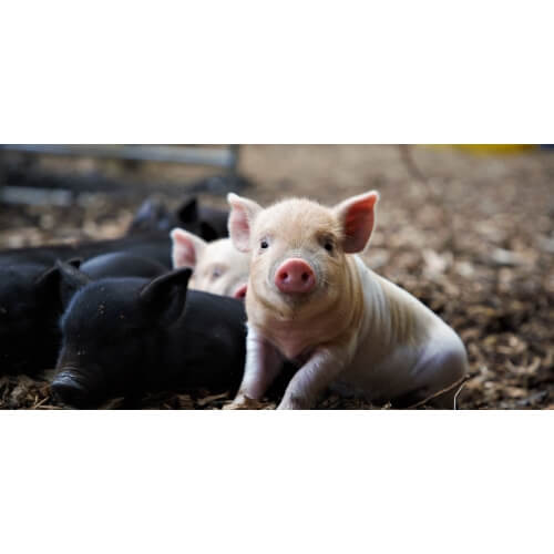 Pet amp Play at Kew Little Pigs Farm - from 23