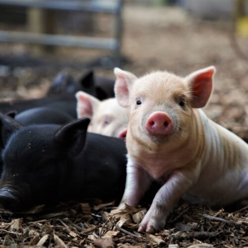 Piggy Pet & Play at Kew Little Pigs