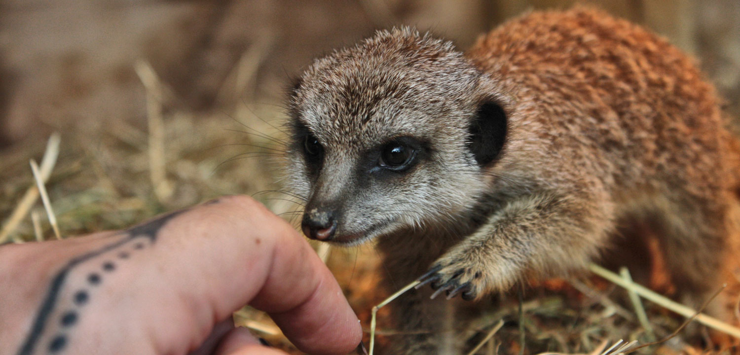 Meerkat Experience East Sussex-image-2266