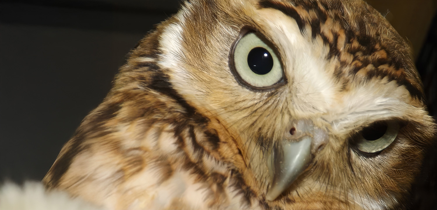 Owl Experience East Sussex-image-1489