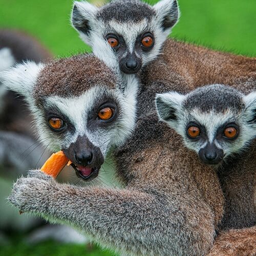 Ring Tailed Lemur Experience East Sussex