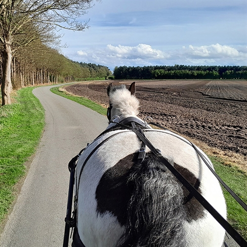 Romantic Horse and Carriage Rides for Two
