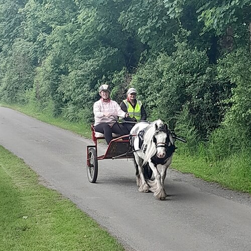 Two Wheeler Horse Cart Driving Experience