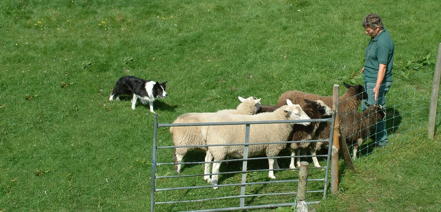 Sheepdog Experience in Yorkshire with Collies on a Working Farm in