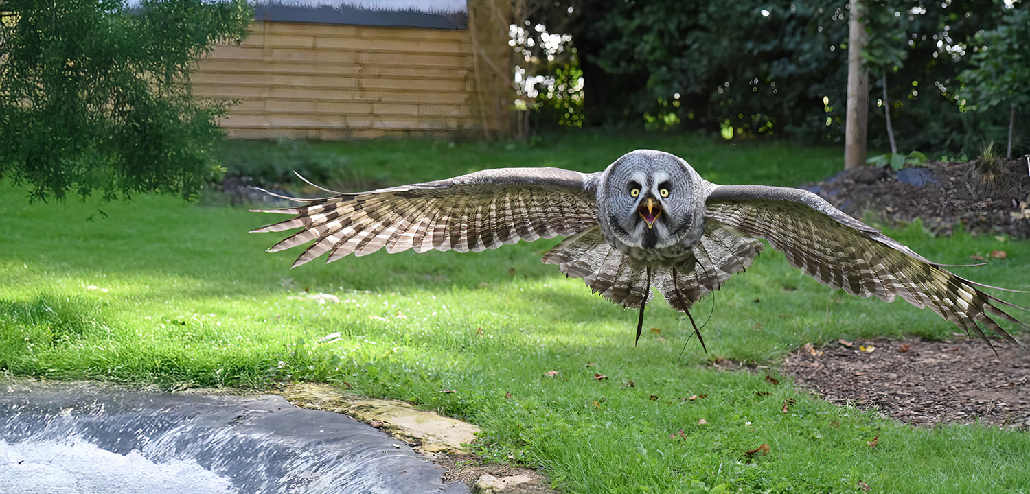 Birds of Prey Photography-image-4263