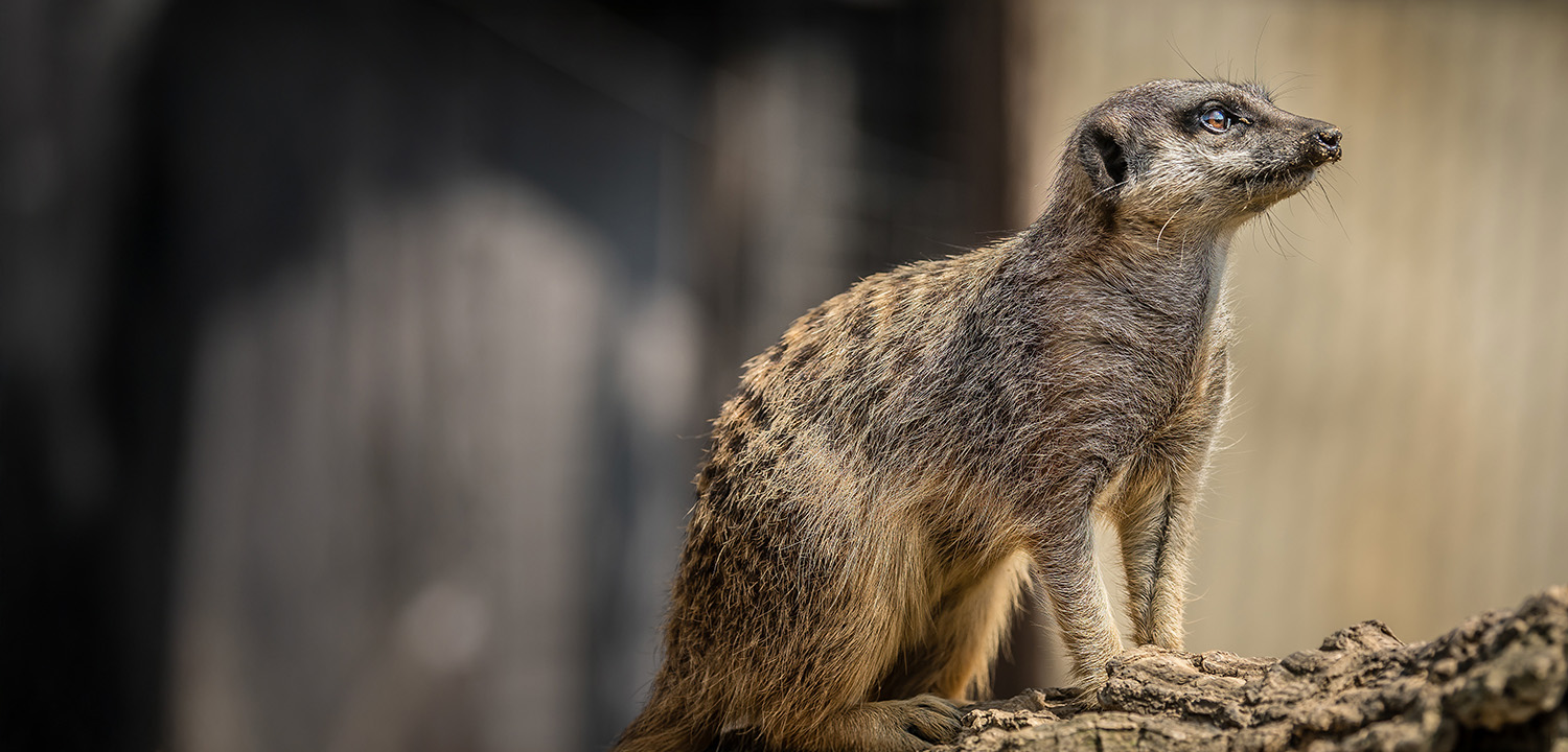 Meet the Meerkats for Two Oxfordshire-image-4070