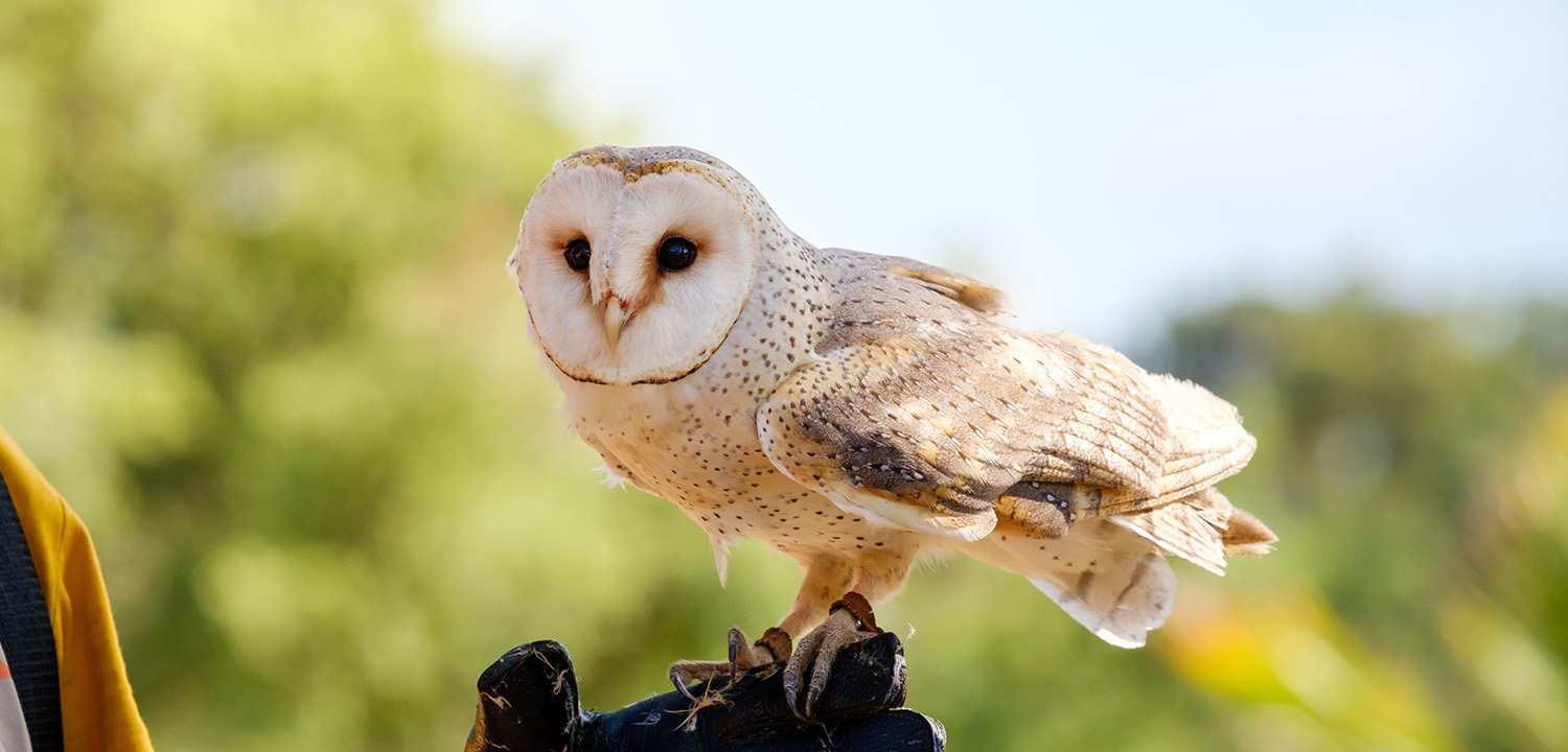 Birds of Prey Experience-image-1133