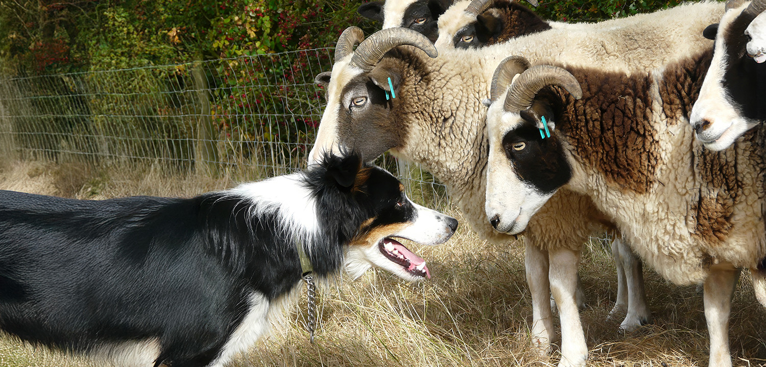 Border Collie Experience-image-3024