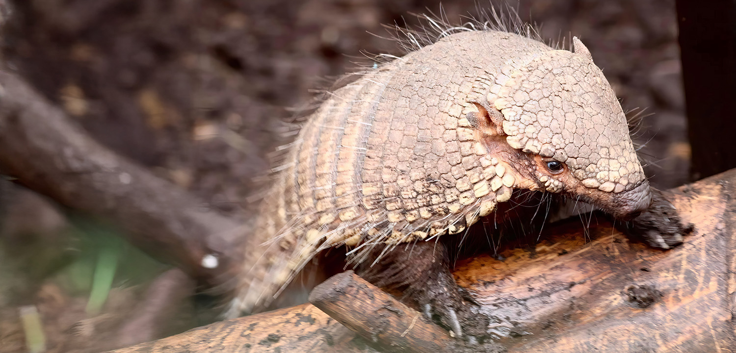 Meet the Animals in Congresbury for Two-image-4611