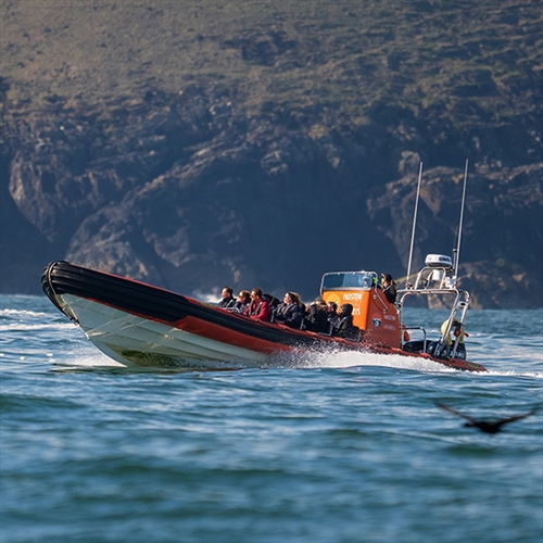 Wildlife Safari Padstow