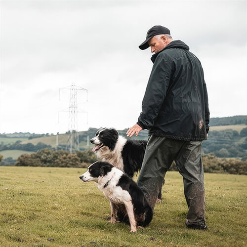 Sheepdog Cheshire Sheepdog Cheshire