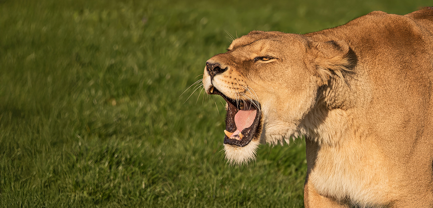 Yorkshire Wildlife Park Photography Day-image-4988