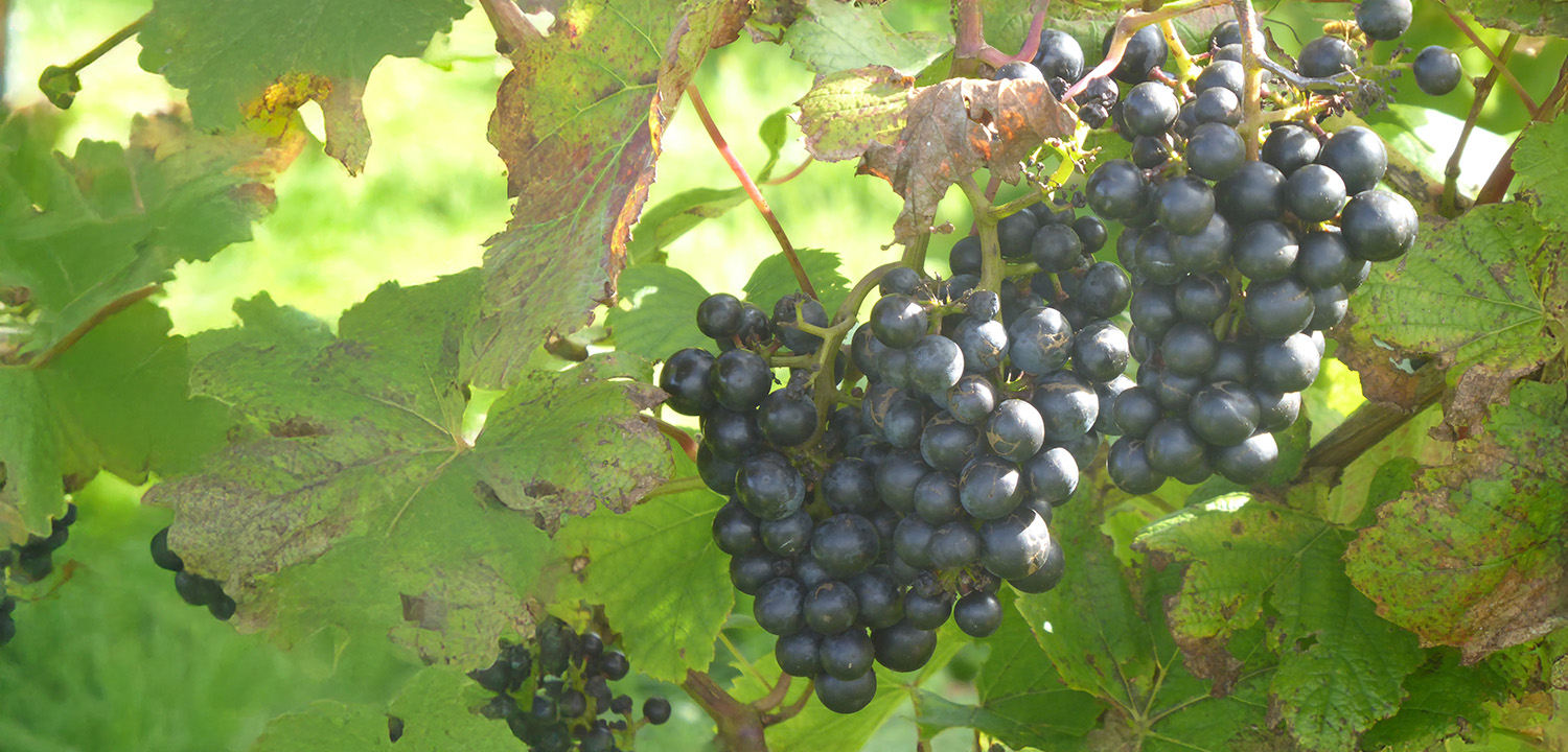 Anglesey Vineyard Tour & Tapas for Two-image-4609
