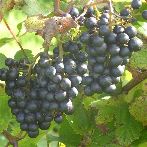 A Red Wharf Bay Vineyard Tour & Tasting in Anglesey A Red Wharf Bay Vineyard Tour & Tasting in Anglesey