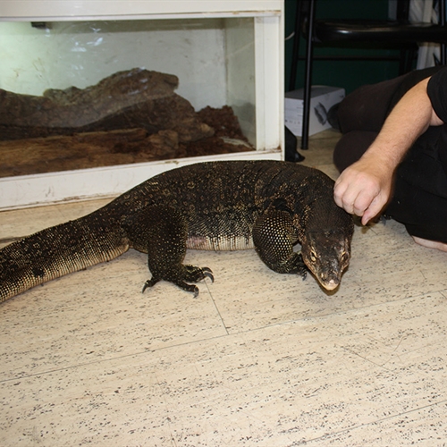 Big Lizard Experiences at Filton in Bristol Big Lizard Experiences at Filton in Bristol