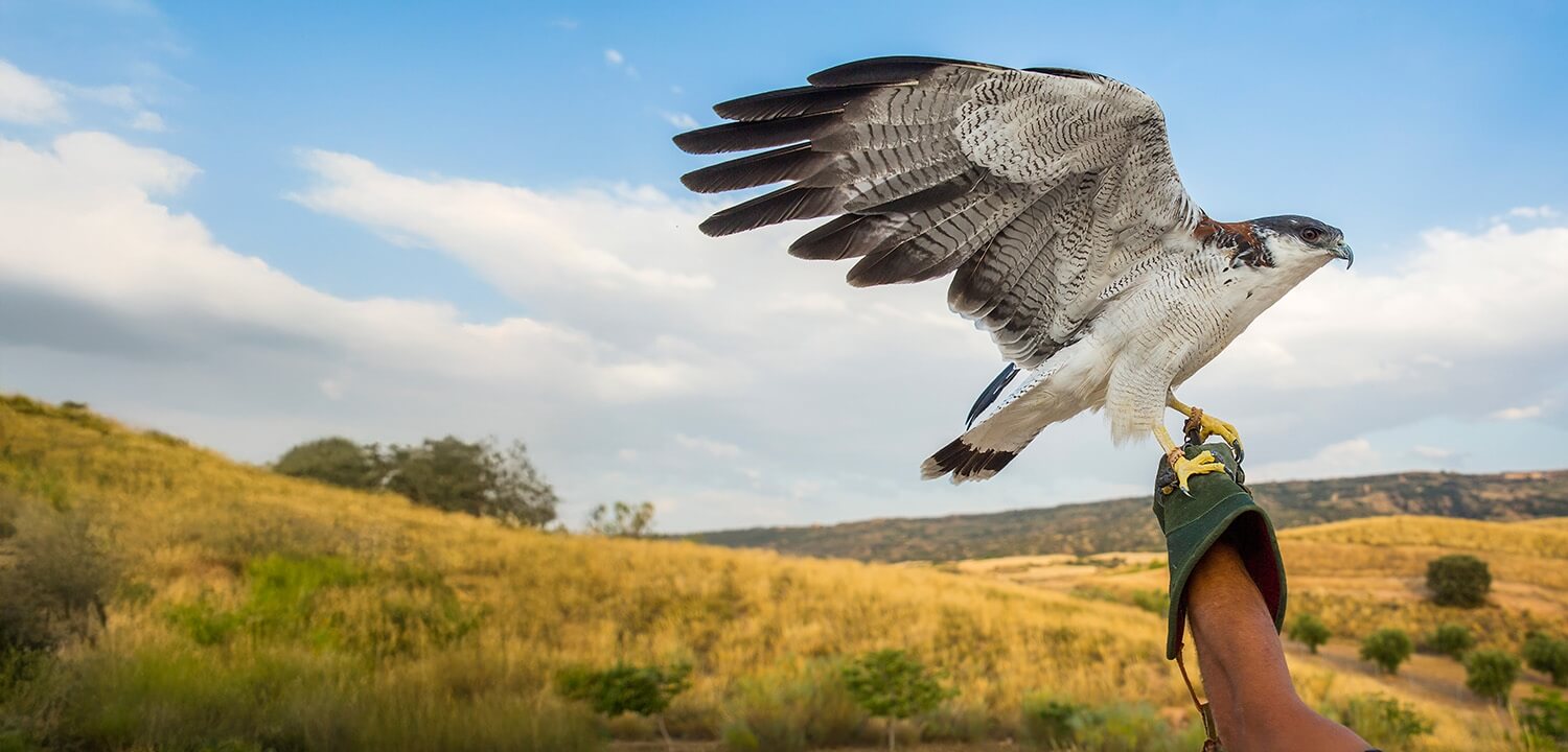 Falconry Experiences in Halifax Fly Birds of Prey on the Shibden