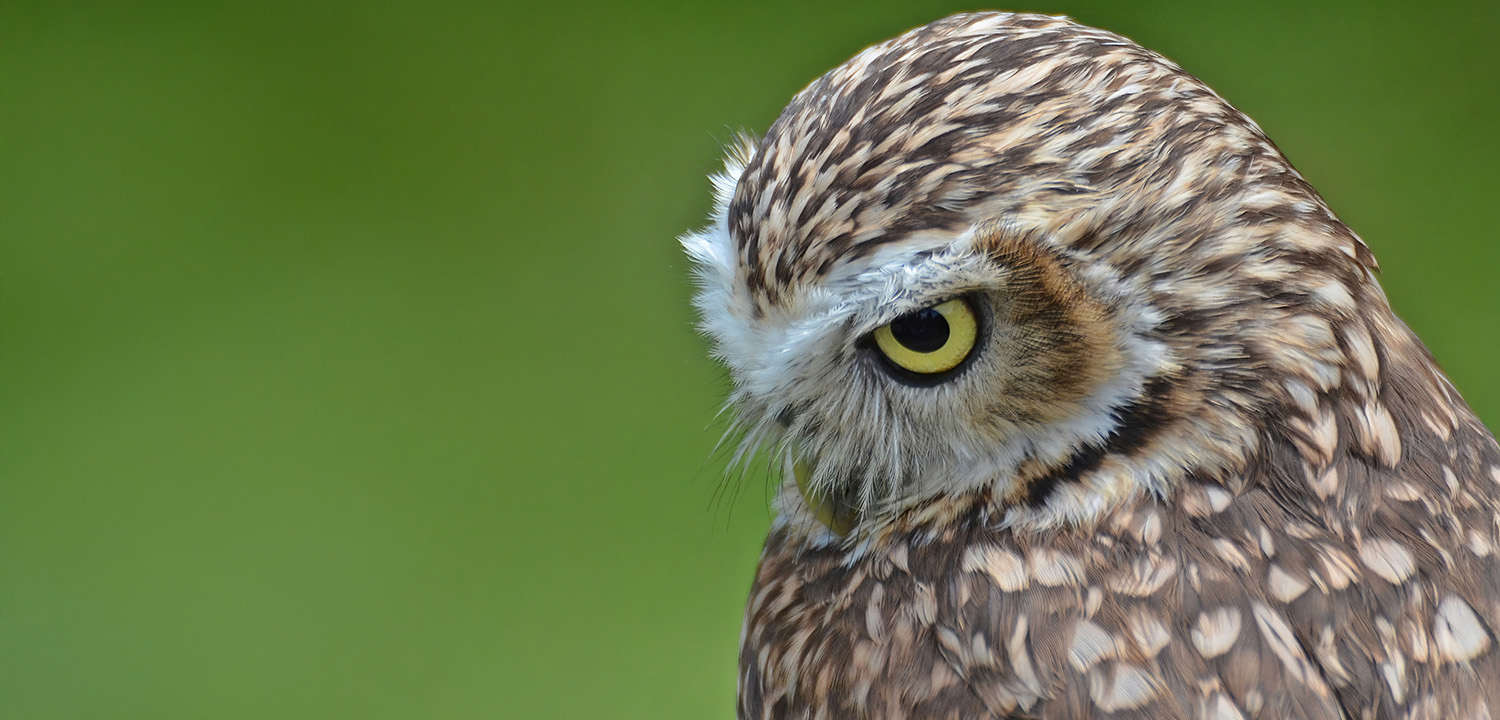 Birds of Prey Shrewsbury-image-3825