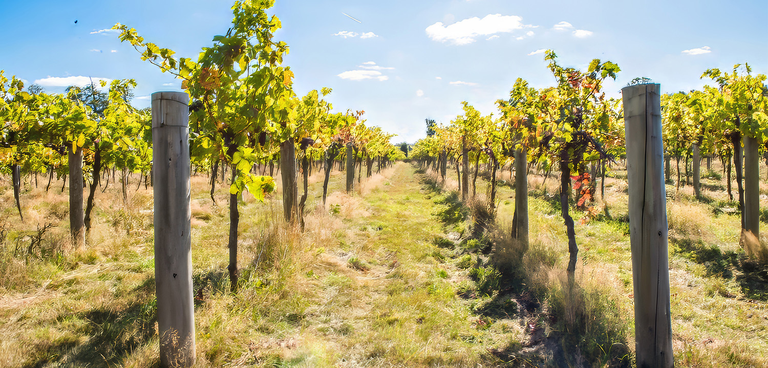 Stanlake Park Wine Estate Tour & Tasting For Two-image-4889