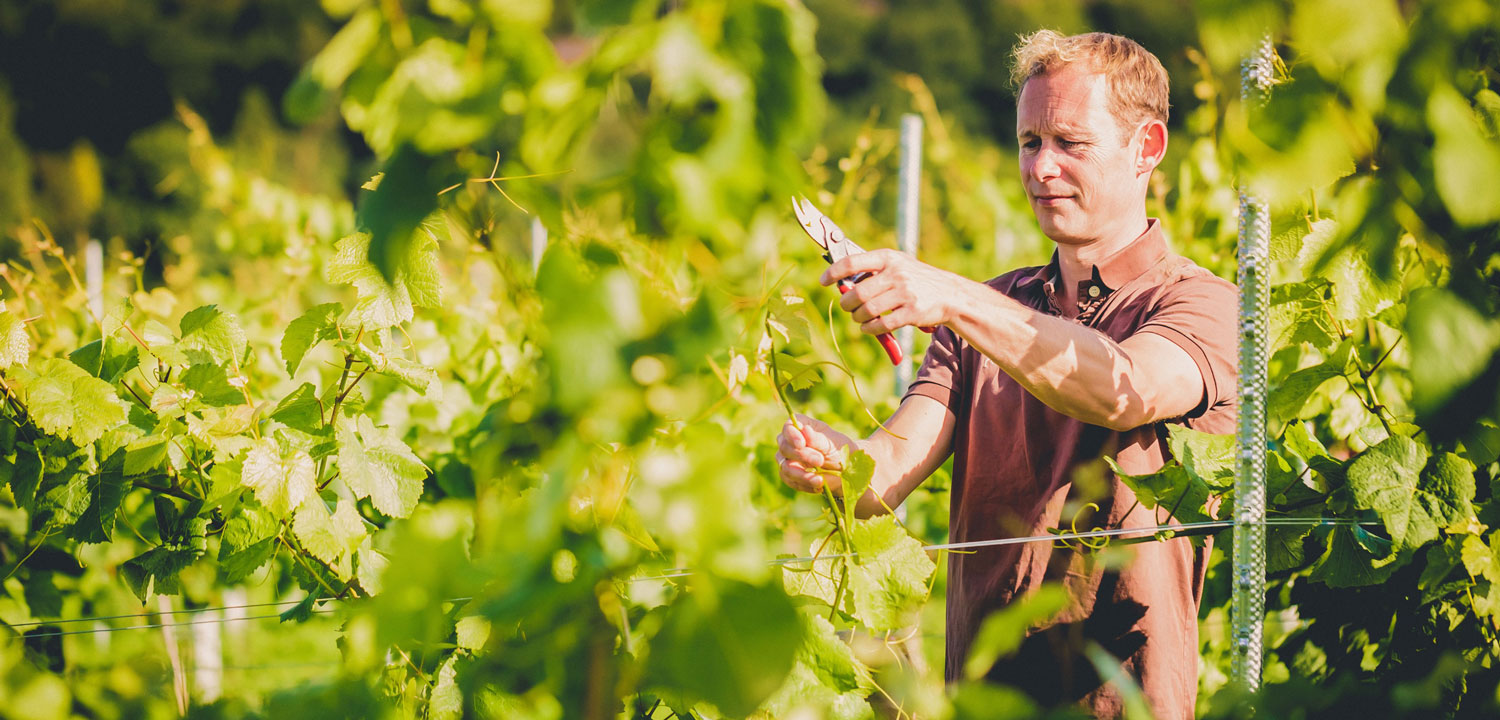 Vineyard Tour and Tasting Nationwide-image-1549