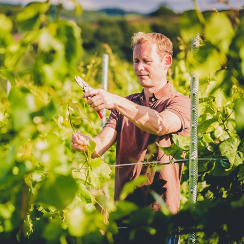 British Vineyard Tours & Tastings for Two British Vineyard Tours & Tastings for Two