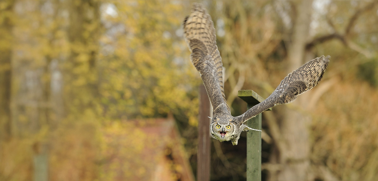 Falconry in Bedfordshire-image-273