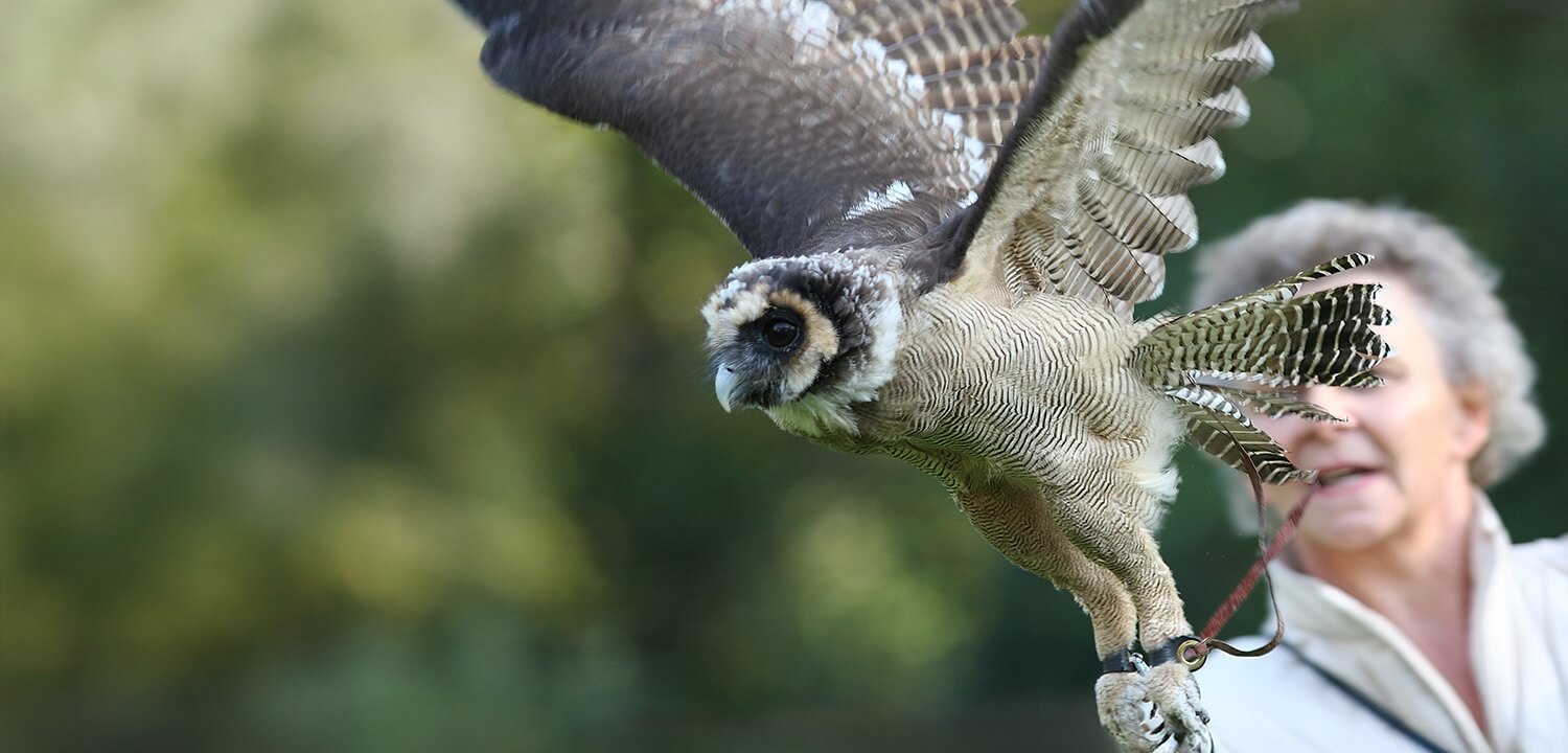 Birds of Prey Hagley Prices From