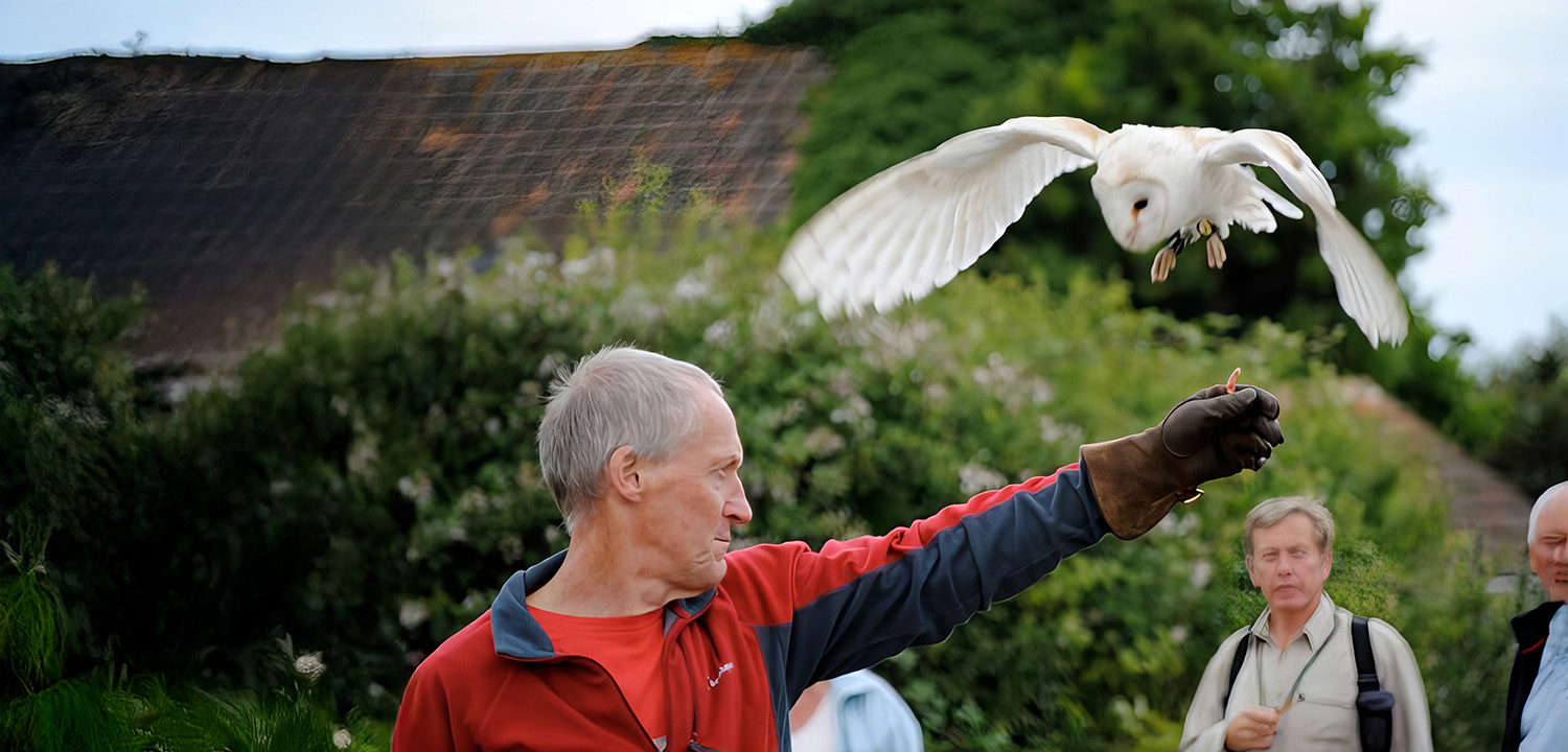 Falconry Gloucestershire-image-1090