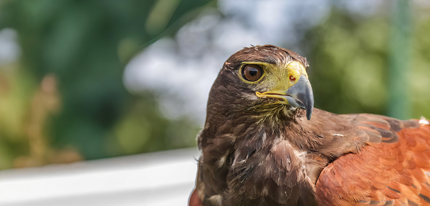Falconry in Kent-image-4128