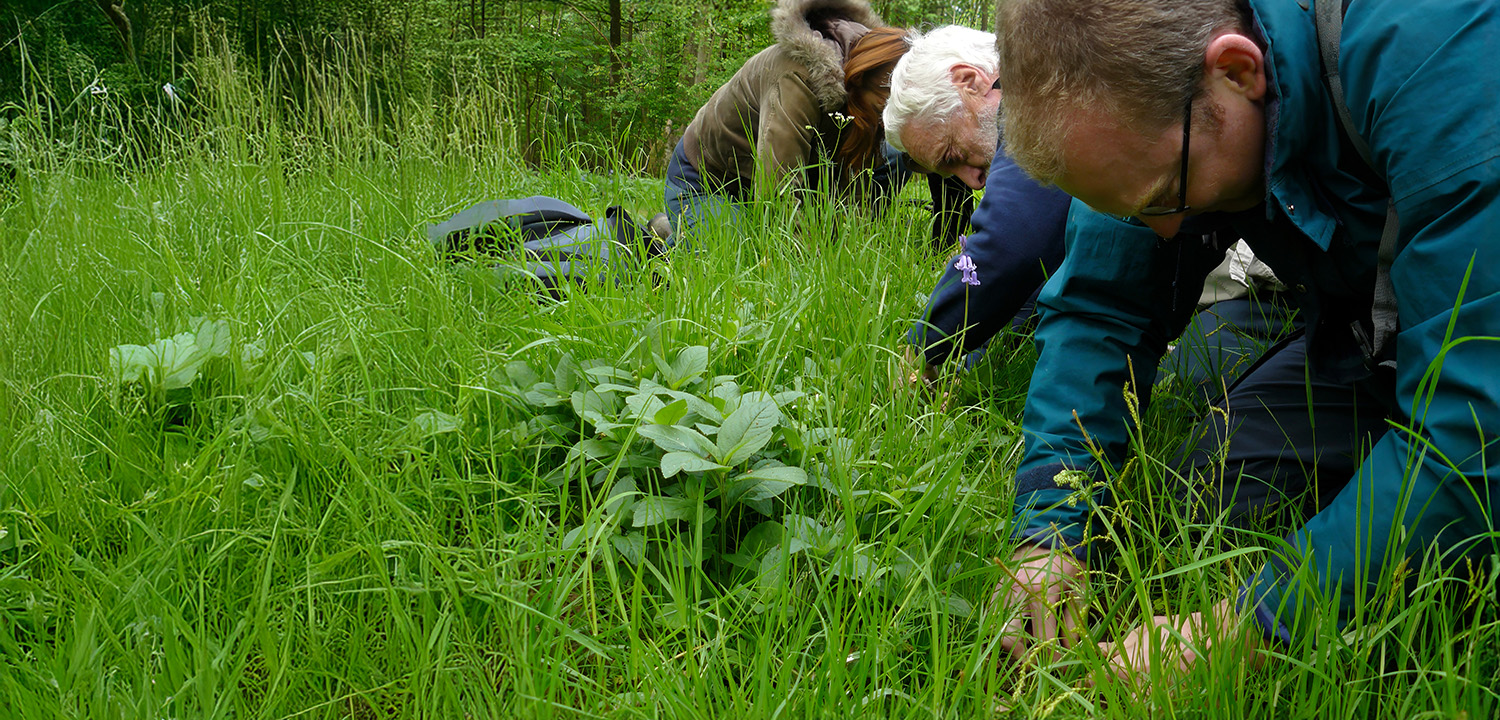 Foraging Adventure-image-1919