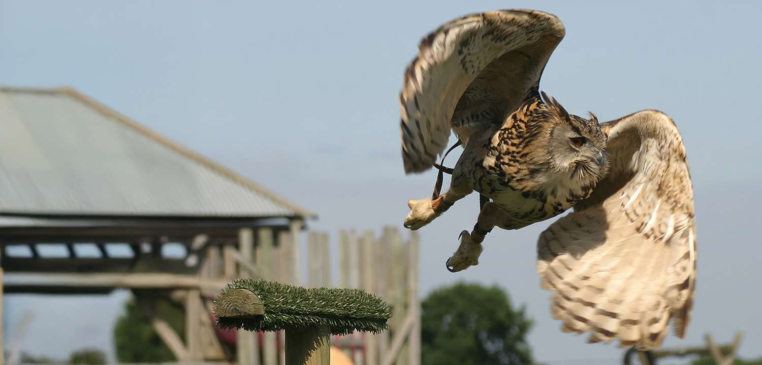 Birds of Prey Dorchester-image-3880