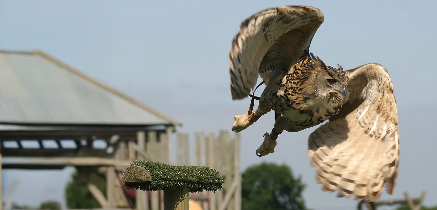 Falconry near Dorchester Prices From