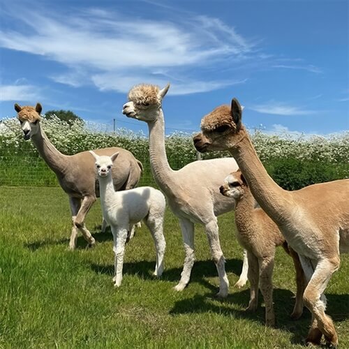 alpacas