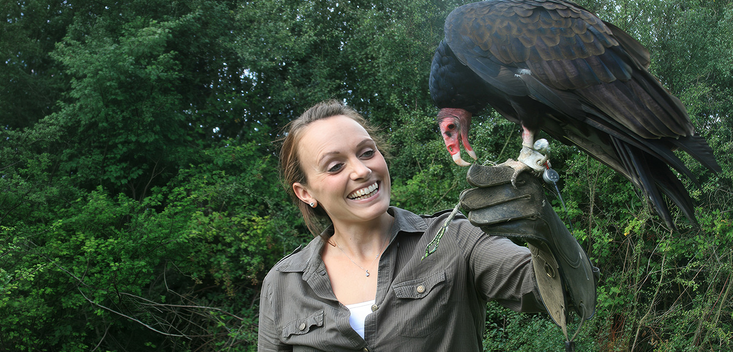 Falconry in Surrey-image-4517
