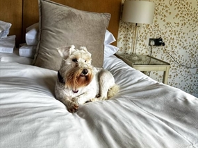 Customer Photo of Dog Friendly Stays