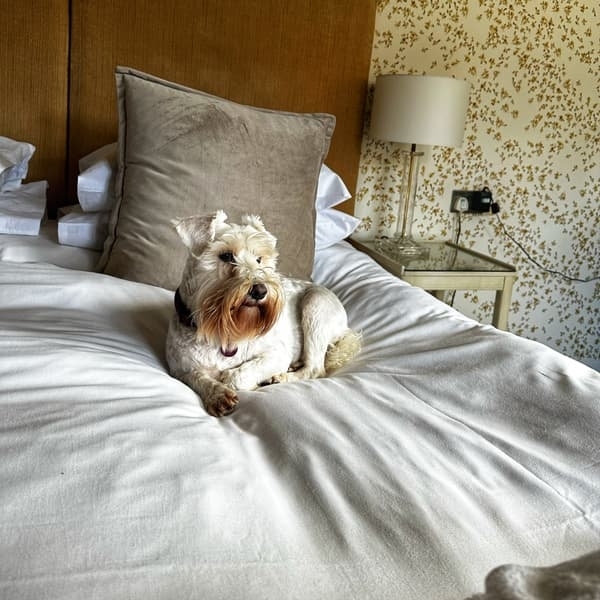 Dogfriendly Places to Stay UK Prices From £119.00