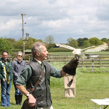 Nationwide Falconry Offer