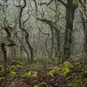 Alan Ranger Photography Woodlands main image