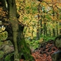 Woodlands Photography Course Coventry Alan Ranger Photography