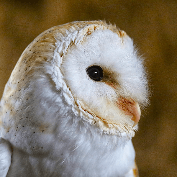 Owl Encounter Derbyshire