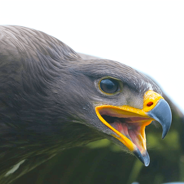 Falconry Derbyshire