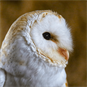 owls derbyshire