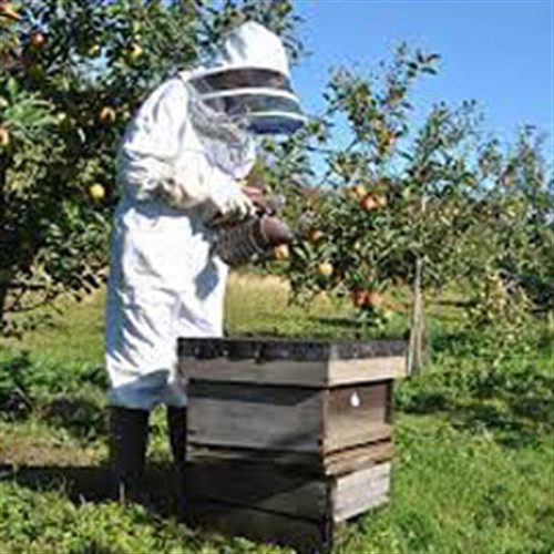 beekeeping cambridge beekeeping cambridge
