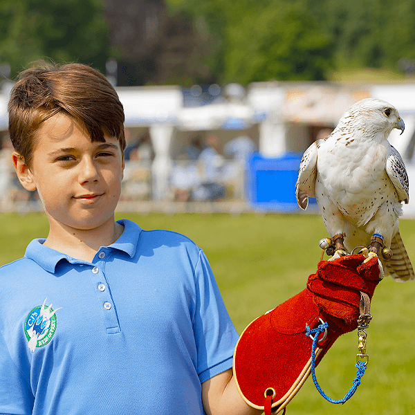 Birds of Prey Hertfordshire