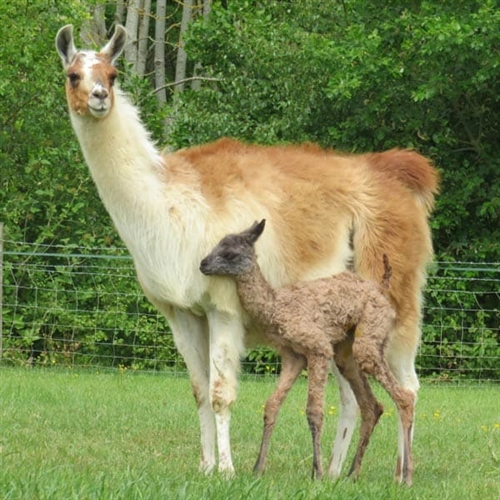Llama Trekking for Two Northamptonshire Mum and Baby Llama Llama Trekking for Two Northamptonshire Mum and Baby Llama