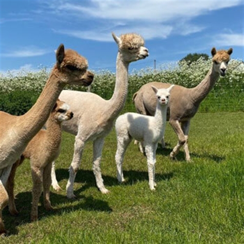 alpaca family
